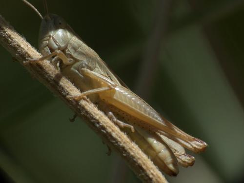 Réf. 263 230 : Gomphocerinae inconnu